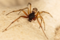 La Fausse Veuve noire. Un mle (Araneae - Theridiidae - Steatoda nobilis)
